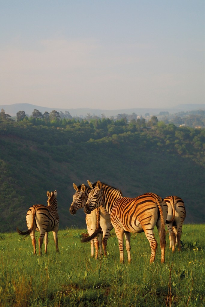 Zebra are among the animals, including aardvark and leopard, found in Umgeni Valley Nature Reserve
