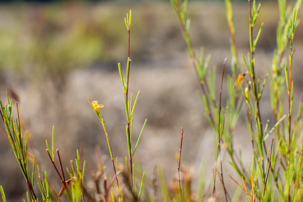 Tiny yellow flowers dot the rooibos plant in fields. 