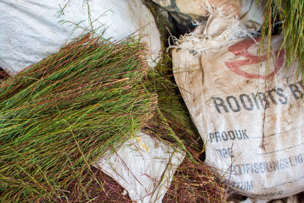 This is how the green rooibos plant looks, brought to the factory in bags from surrounding farms. 