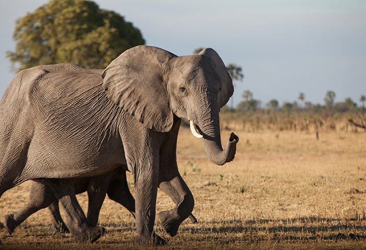 Elephants will cover huge distances in search of water. Image by Chris Davies.