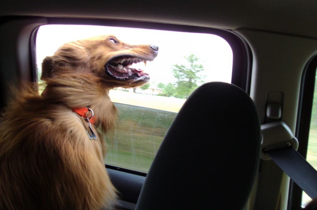 25 dogs who love road trips as much as you do Getaway Magazine