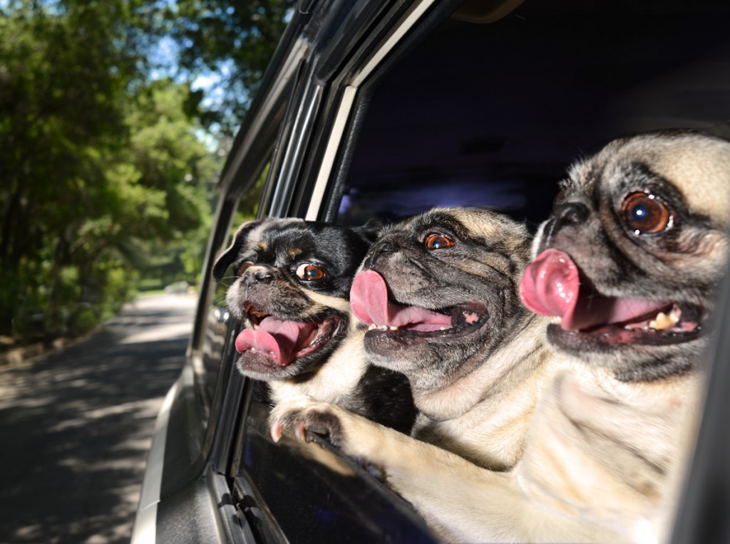 Source: Dogs in Cars by Lara Jo Regan, available here