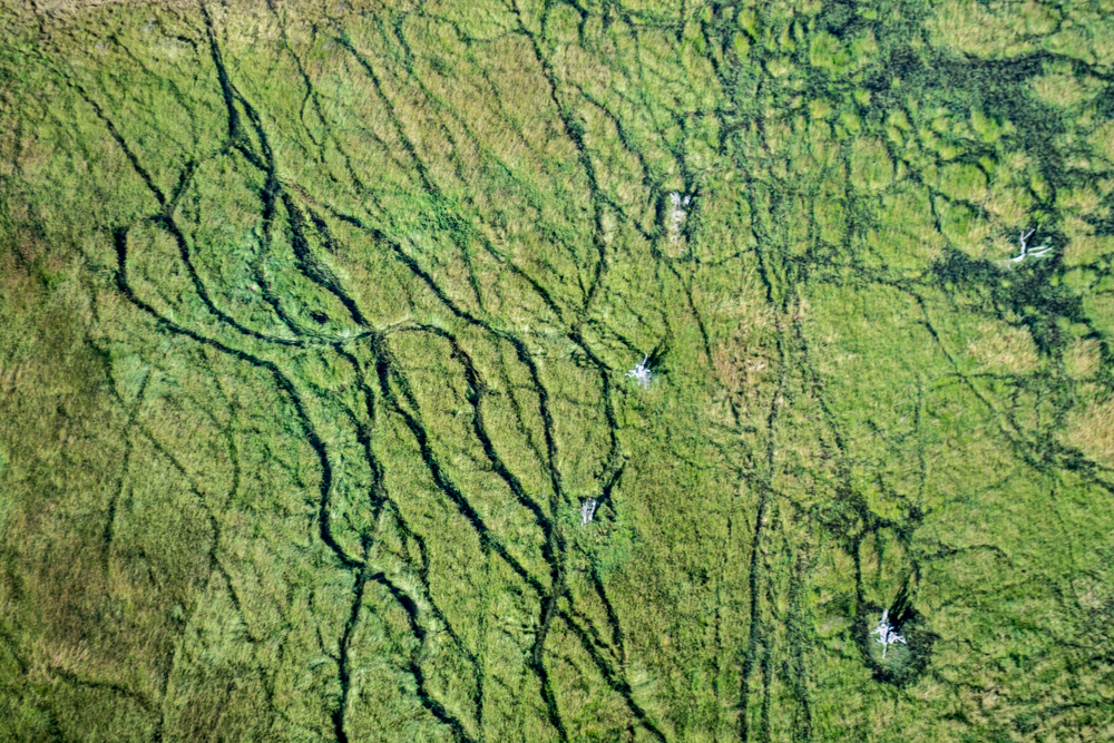 Okavango Delta Aerials - Melanie van Zyl-17