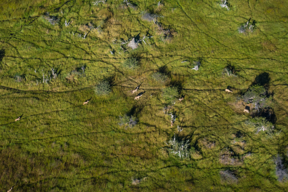 Okavango Delta Aerials - Melanie van Zyl-18