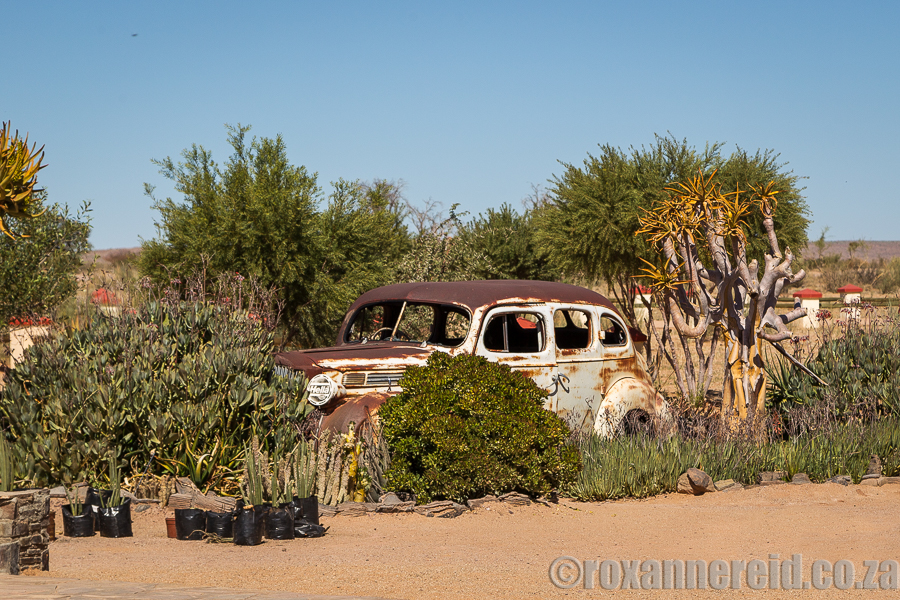 Old cars and plants converge outside the Canyon Roadhouse. Photo by Roxanne Reid