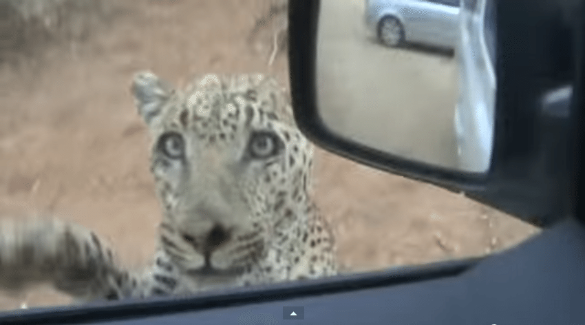 Leopard jumps at car window