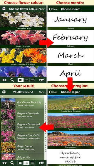 Wildflowers of SA app 2