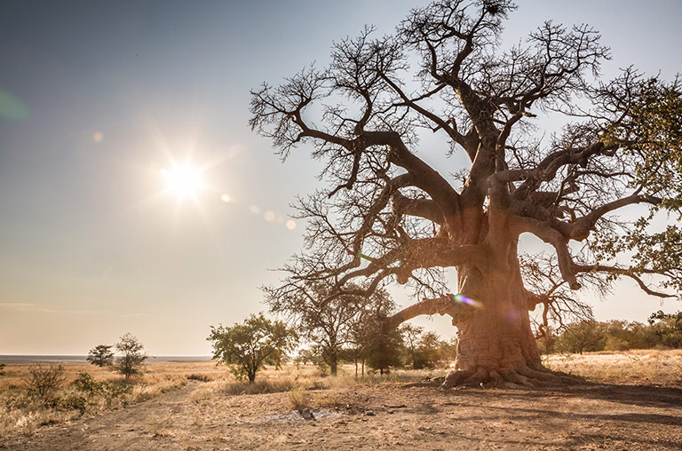 Botswana - Kukonje Island - Baobab