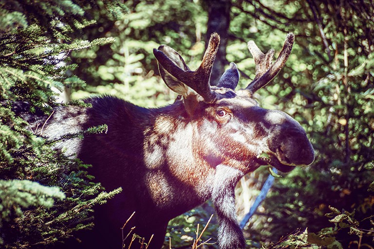 Moose are especially plentiful in Quebecs Gaspesie National Park