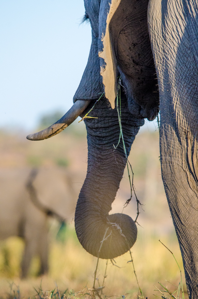 Trying to get different elephant angles. Photo by Melanie van Zyl