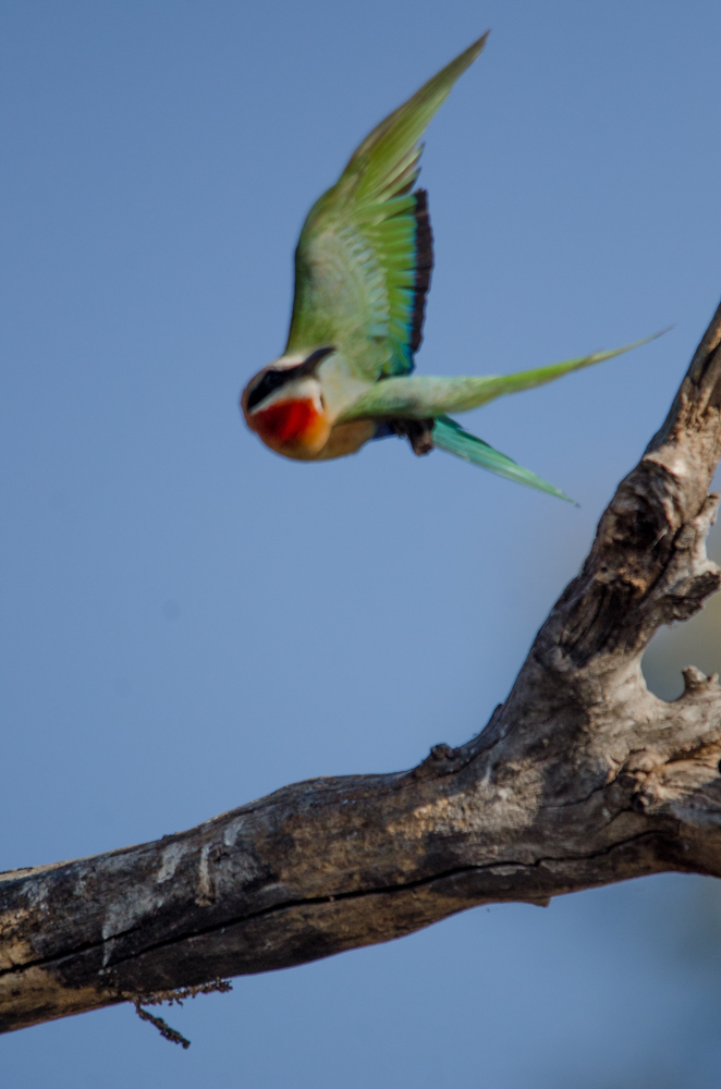 Bee-eater in flight. Photo by Melanie van Zyl.