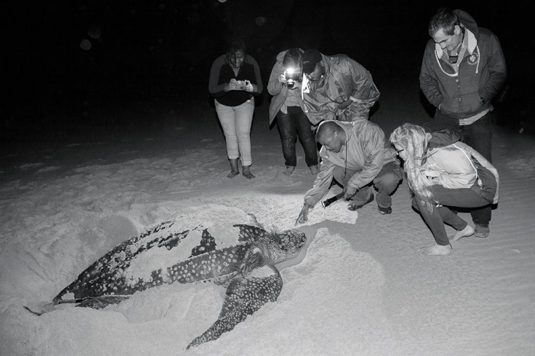 A registered guide gets visitors on a turtle tour right up close to a leatherback turtle laying its eggs on the beach near Cape Vidal.