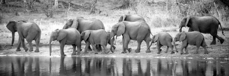 Elephant family on the Chobe River. Photo by Melanie van Zyl