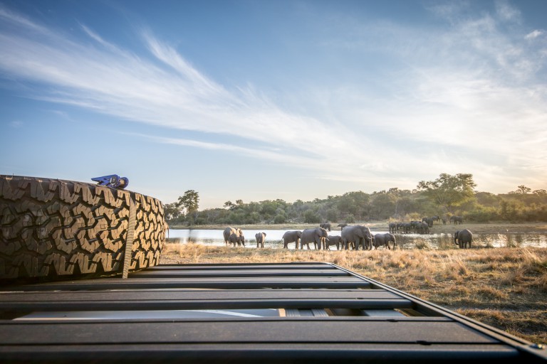 Hordes of elephants coming to drink in the late afternoon light. Photo by Melanie van Zyl 