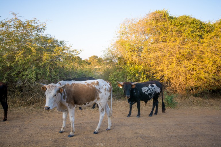 Cattle are a common sight on the roads of the Zambezi Region. Photo by Melanie van Zyl