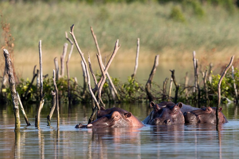 The park has one of the largest populations of hippos in the country