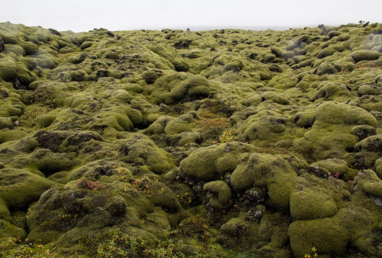 Long since cooled, lava fields that stretch for several kilometres are covered in spongey moss.