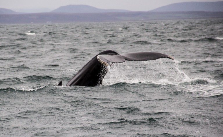 Humpbacks are just one of the whale species that frequent the seas North of Iceland. Others include Orcas and Minke. 