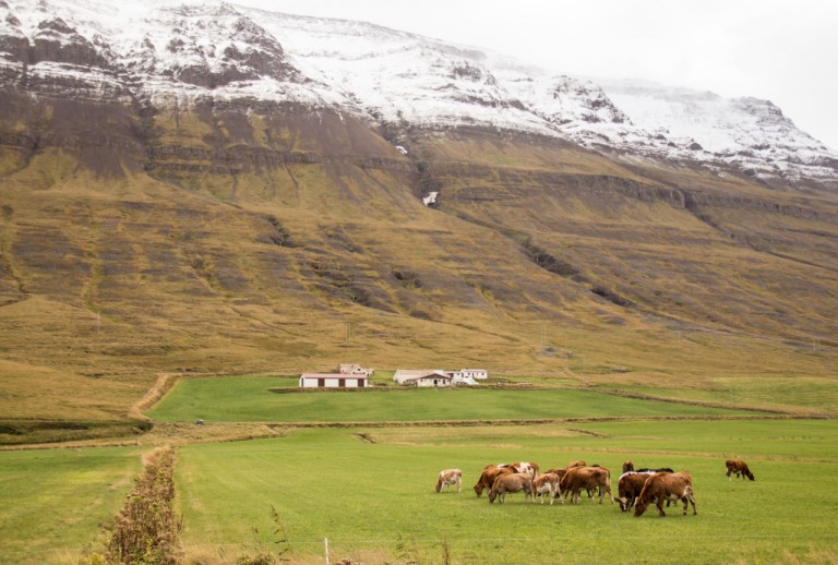 Farming isnt undertaken on the same scale that we are used to in SA. This is a typical Icelandic farmstead.