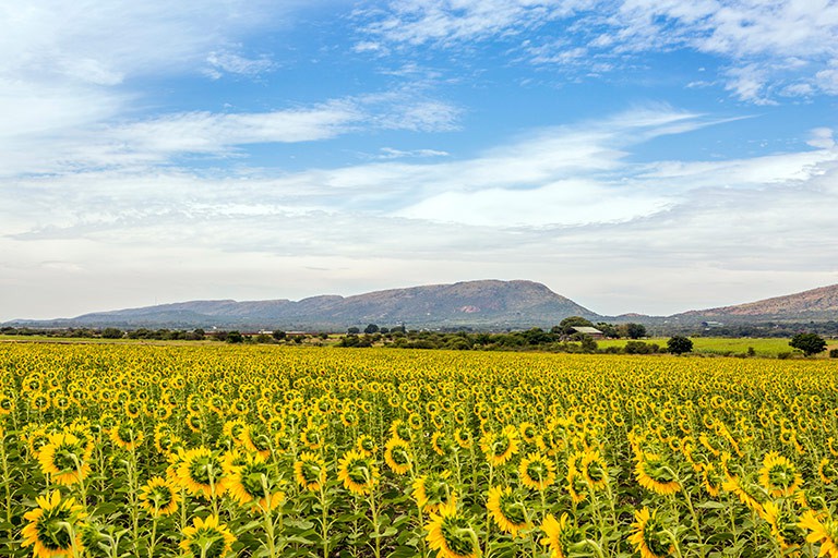 Sunflowers angle towards the light on the side of the R516 that takes travellers to Bela Bela. Photo by Teagan Cunniffe.