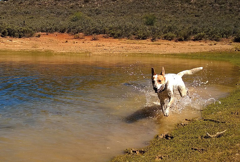 Lily finally has a swim at a dam near Bergzicht Cottage in Seweweekspoort.
