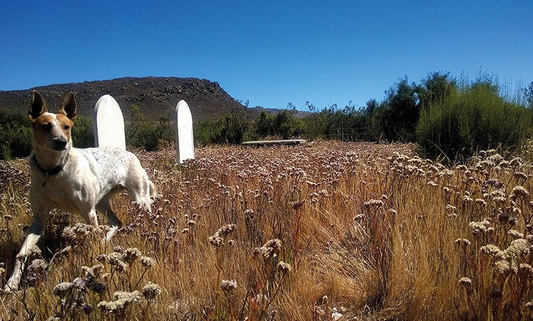 Cemeteries, including this farm grave site near Beaufort West, proved to be excellent spots in which Lily could run free.