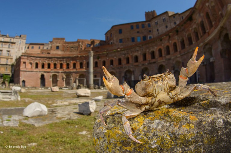 Gladiator crab, Emanuele Biggi. 