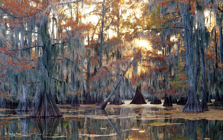 Autumn in Louisiana swamp, Georg Popp. 
