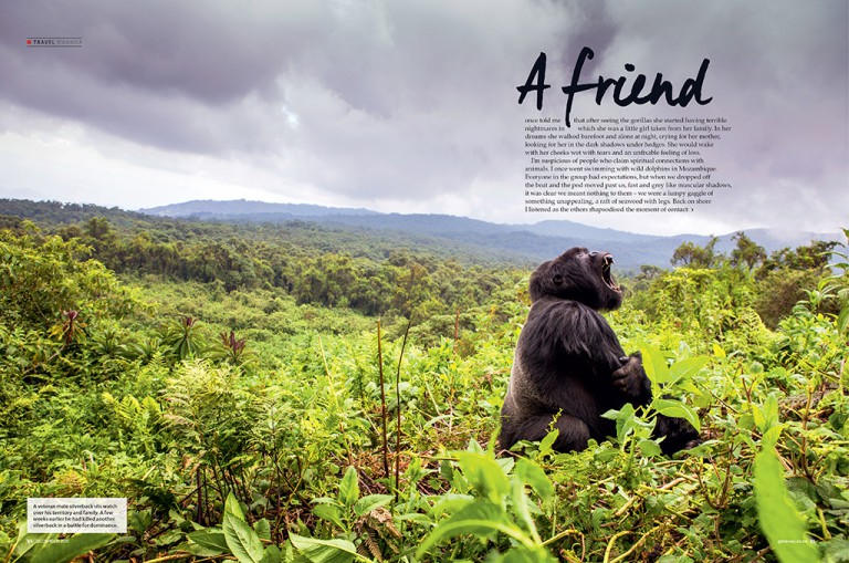 Getaway December 2015 Gorillas