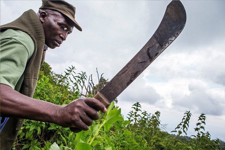 Emmanuel wielded a panga, clearing aside bushes. Stinging nettles still remained though.
