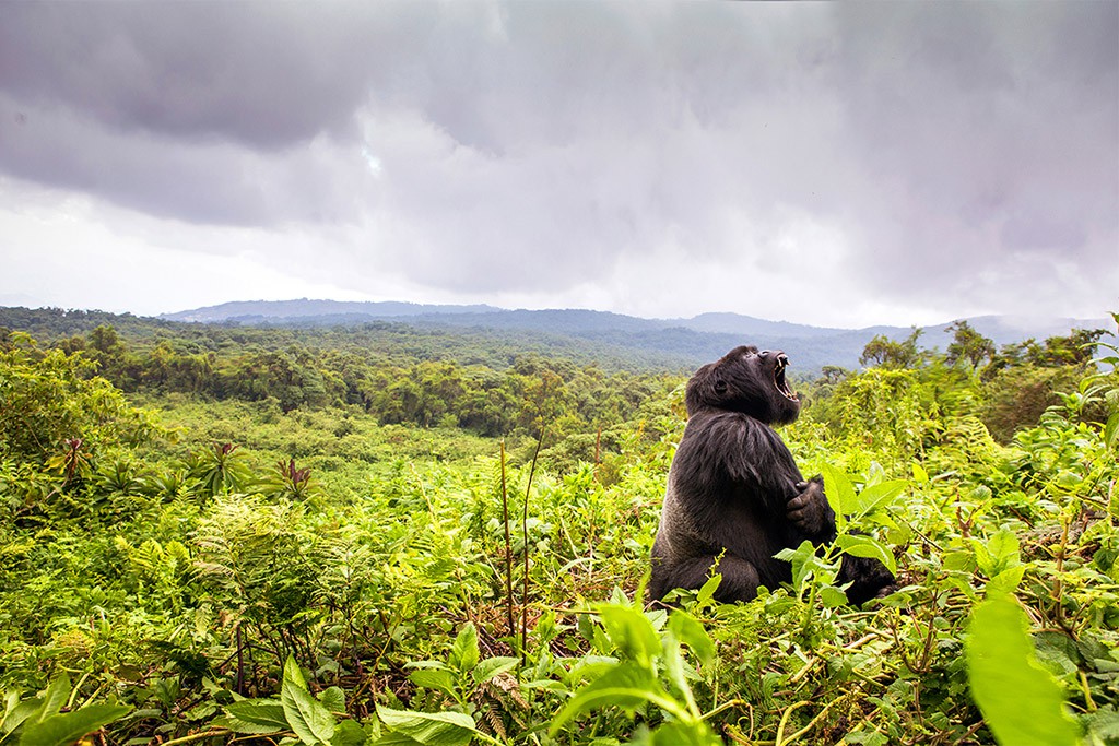 "I was lucky o get this image of the male silverback, the largest in this group, with his mountainous home in the background" - Teagan Cunniffe 