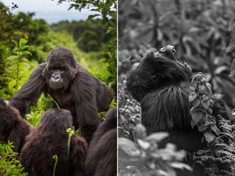 This silverback gorilla made his presence known.