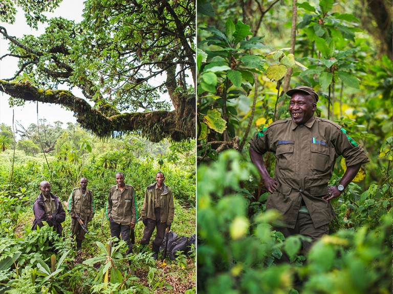Emmanuel has been working as a gorilla guide for 35 years.