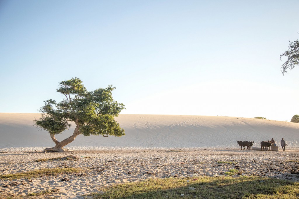 Letâ€™s talk about this scene: just some zebu (type of cattle and shepherd), the dipping sun and white sand, and a tree leaning in as if to greet. Photo by Vuyi Qubeka. 