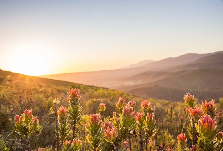The area surrounding Akasha is full of mimetes and other fynbos species. Photo by Chris Davies. 