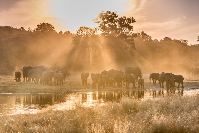 Elephants in the Caprivi - Melanie van Zyl