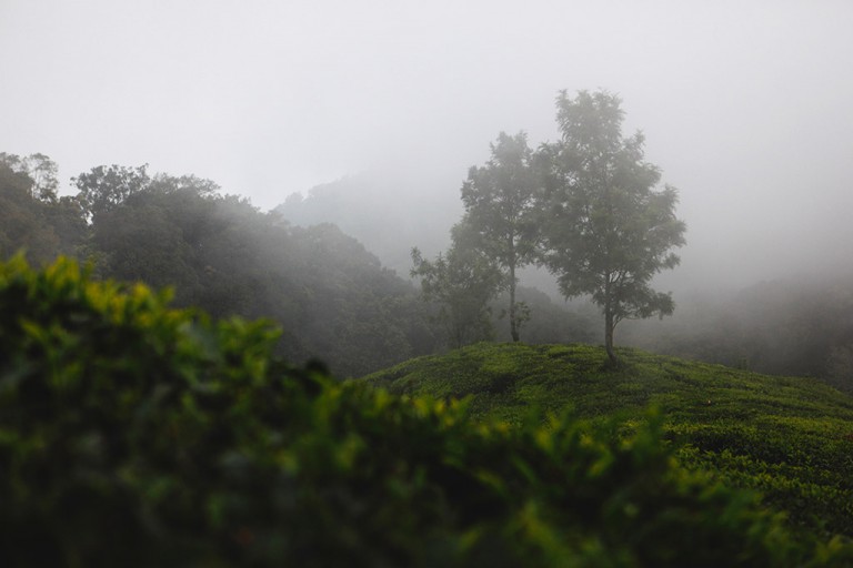 India - Munnar is know for its tea plantations. 