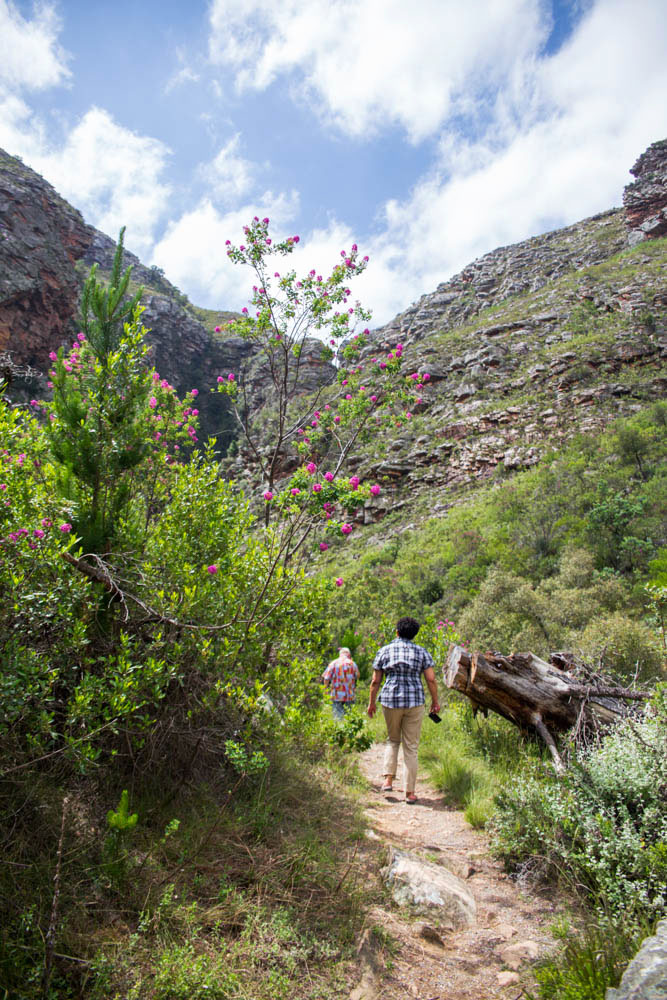 Sissy making her way to the hidden waterfall at Rust en Vrede. Photo by Vuyi Qubeka