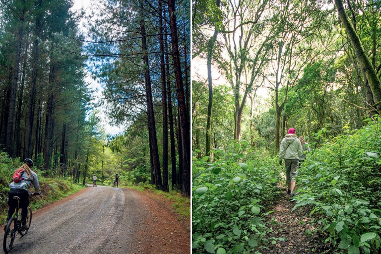 LEFT Neels du Toit leads a mid-morning cycle tour. RIGHT Lush foliage covers every inch of Hogsbacks indigenous forests.