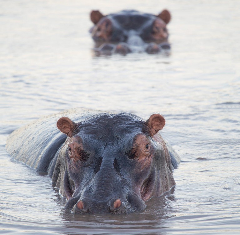 Stop at Main Dam to see hippos. Photo by Villiers Steyn. 