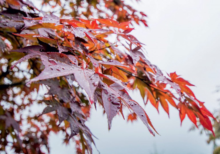 Rain drips off red maple leaves in the Arboretum.