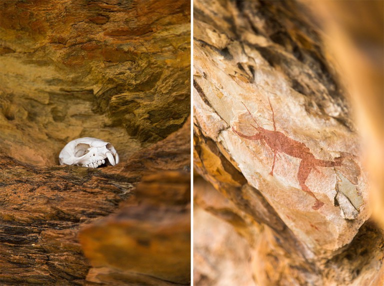 Leopard Trail - We spotted this skull nestled in the rocks.