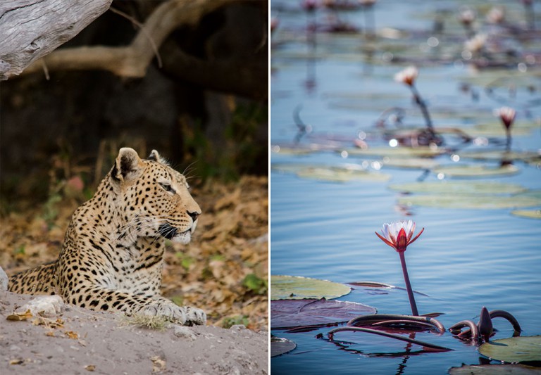 LEFT We spotted this leopard lounging next to the river in the Chobe national Park while on a river excursion with the team from the Pangolin Voyager Houseboat. RIGHT Waterlilies are used to make traditional dishes.
