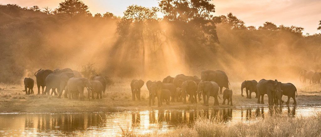 Zambezi elephants - Melanie van Zyl