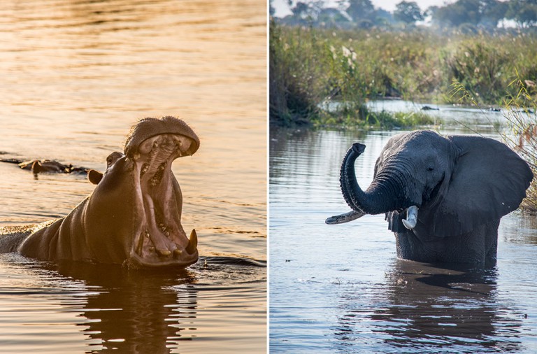 Hippo and elephant cool off in the river.