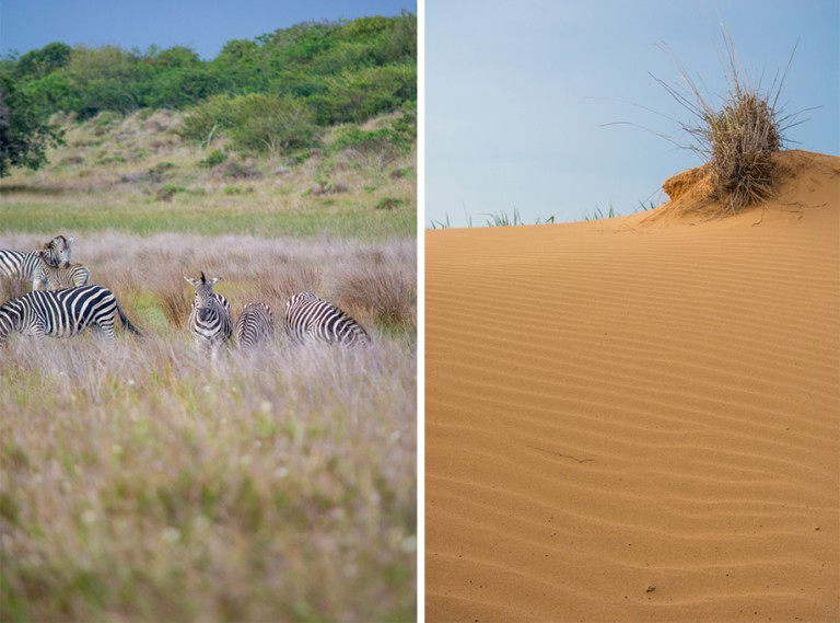 And right next door you can find zebra and red-sand dunes perfect for stargazing.