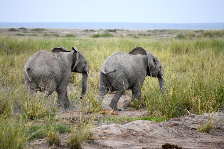 Baby elephants in Kenya.