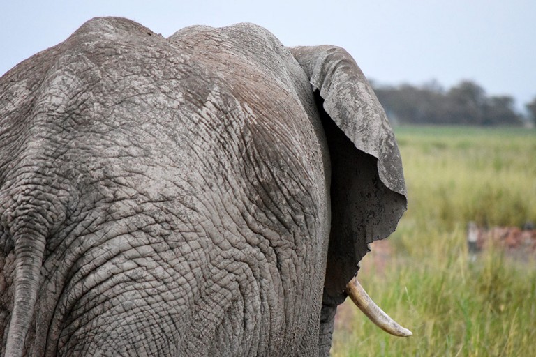 Elephant in Amboseli National Park.