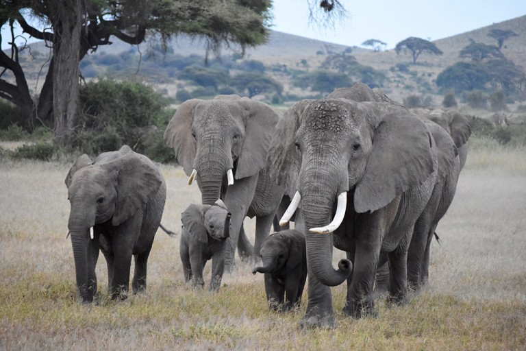 Matriarch and family of elephants in Amboseli.
