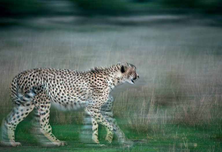 The fastest land animal sometimes allows us to get great sightings when they slow down just enough for a photo. Photo by Richard Mckibbin. 